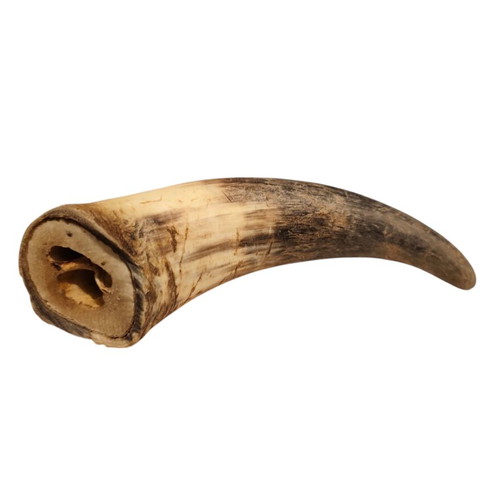 Bull horn natural like new, decorative, collectible