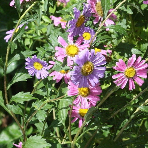 Callistephus Chinensis flower seeds, colorful mix, 25 pcs