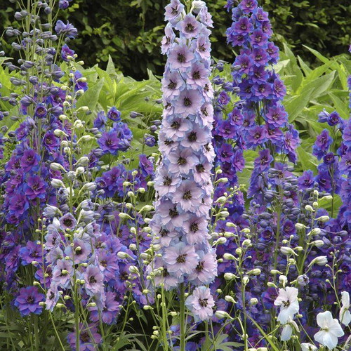 Delphinium Mix ornamental flower seeds, 25 pcs, multicolored