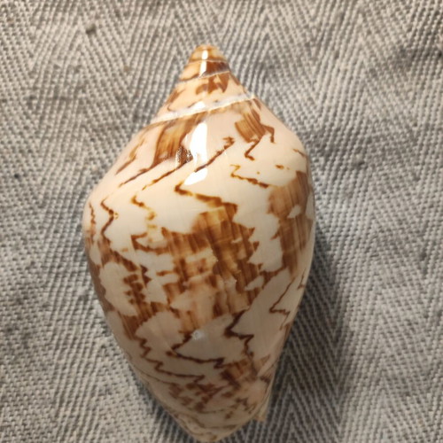 Voluta seashell like new, 13x7x6cm