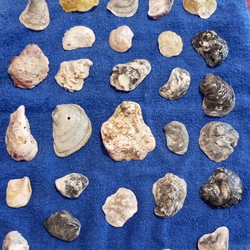 Rare shell fragments set of 30, like new, varnished for jewelry making