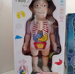 Human Body Educational Toy new