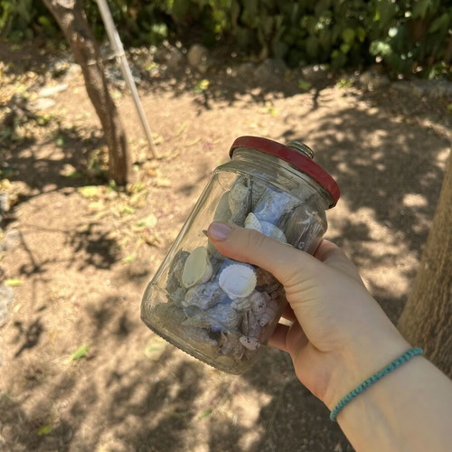 Seashells like new