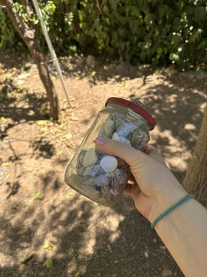 Seashells like new