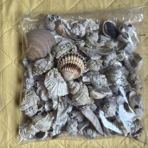 Seashells new for decoration and crafts