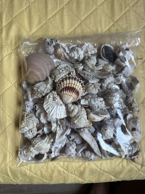 Seashells new for decoration and crafts