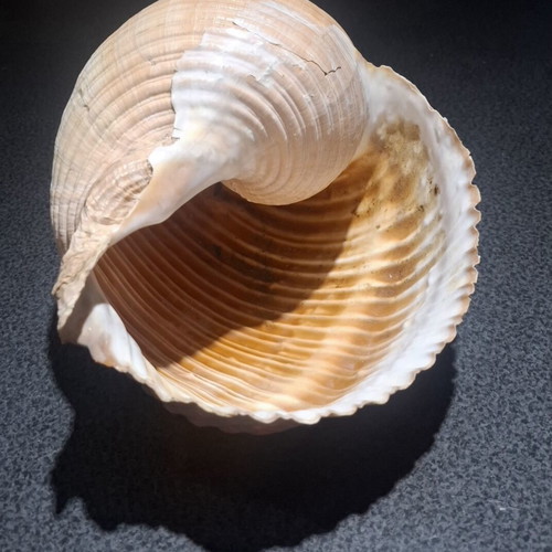 Tonna galea large collectible seashell, 19cm