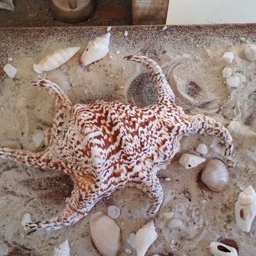 Harpago Chiragra Seashell New, Collectible Spider Conch Lambis Chiragra