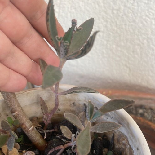 Mother of millions plant with two cuttings