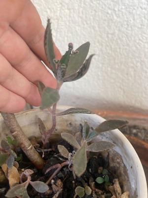 Mother of millions plant with two cuttings