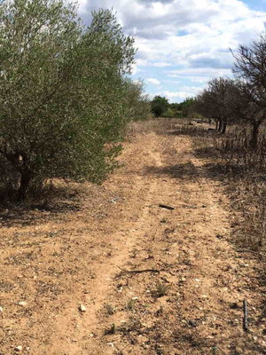Ελαιόδεντρα μεγάλης ηλικίας καινούργια για διακόσμηση κήπων