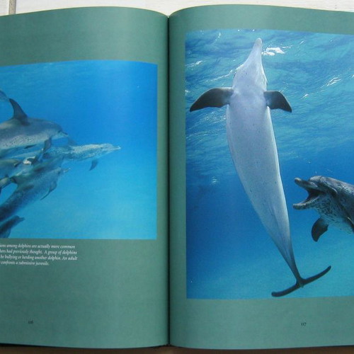 Dolphins photographic book National Geographic edition
