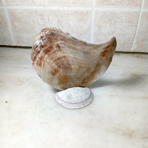 Handmade seashell decoration like new with fish and plants