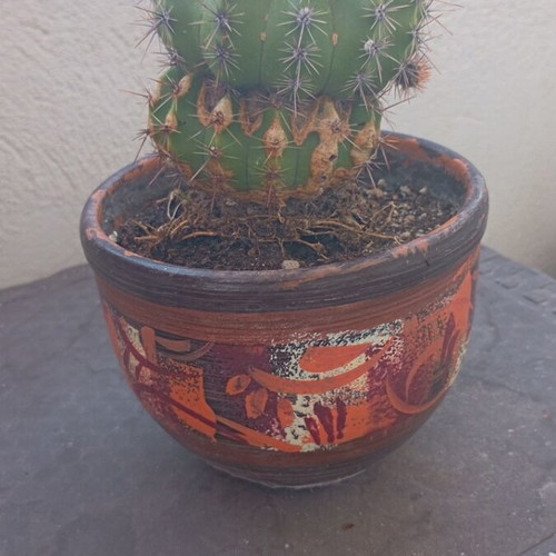 Echinopsis cactus large in hand-painted ceramic pot like new