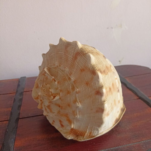 Cassis cornuta shell like new