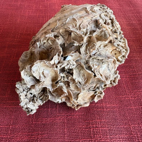 Shell with fossils like new, large natural 19x14 cm