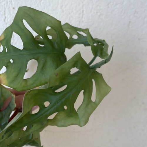 Monstera Monkey Mask plant cutting with roots