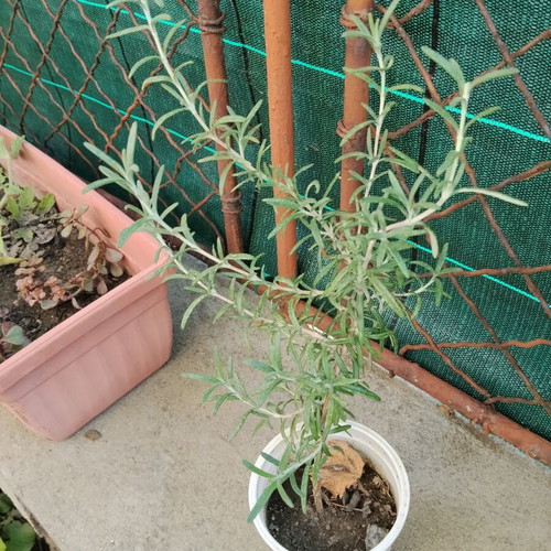 Young rosemary plant Salvia rosmarinus Rosmarinus officinalis
