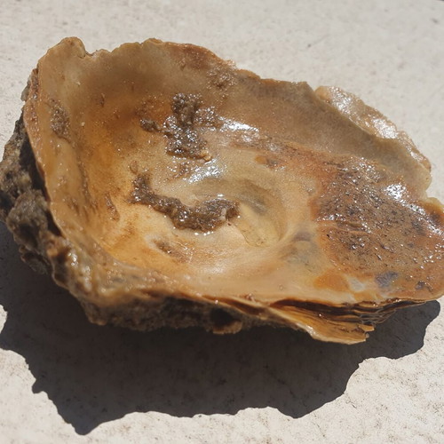 Rare Fossilized Oyster Ostrea from East Attica, New