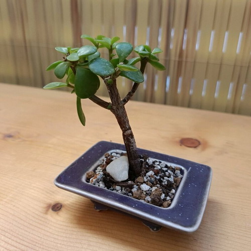 Portulacaria Afra Shohin Style 10cm new
