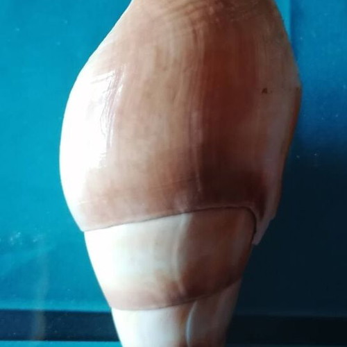 Medium Seashell #2 like new