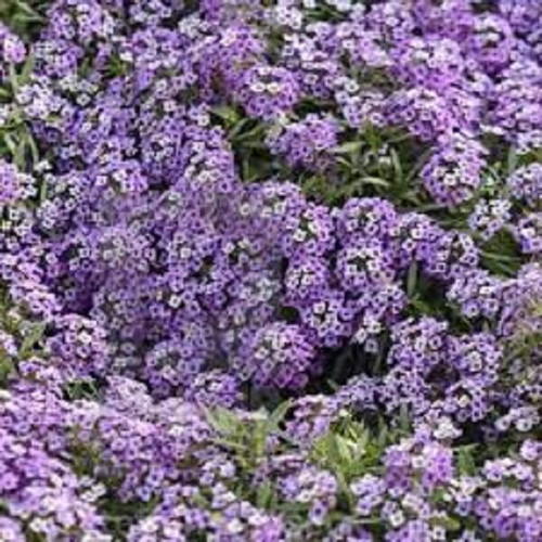 Lobularia Maritima Alyssum flower seeds, white & light purple, aromatic