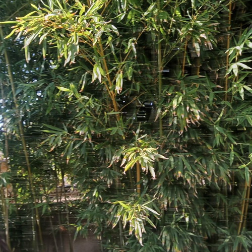 Bamboo cut pieces 3 to 4 meters