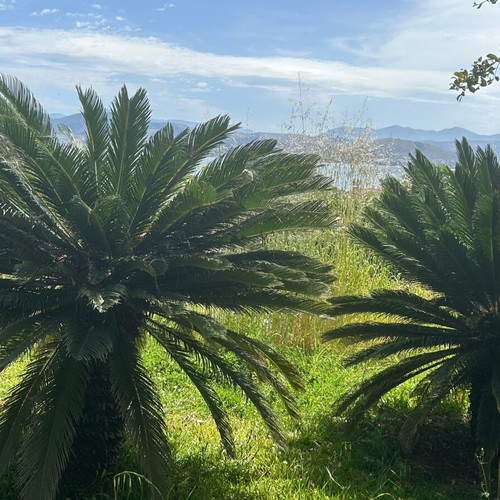 Cycas Revoluta plants new, 20 years old, exotic garden greenery