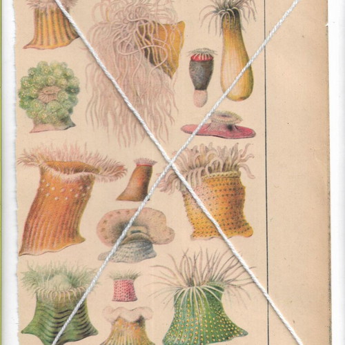 Vintage prints with marine anemones theme, used, 1950s