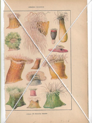 Vintage prints with marine anemones theme, used, 1950s