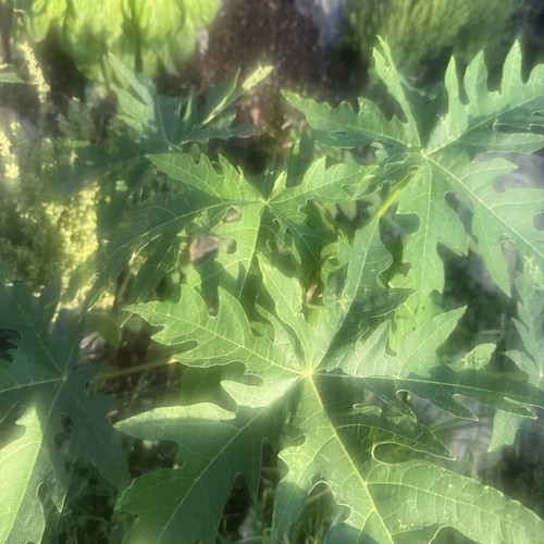 Papaya from Gold variety seed, new