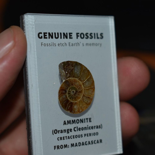 Ammonite fossil like new