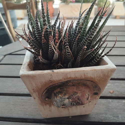 Haworthia plant in square ceramic pot new
