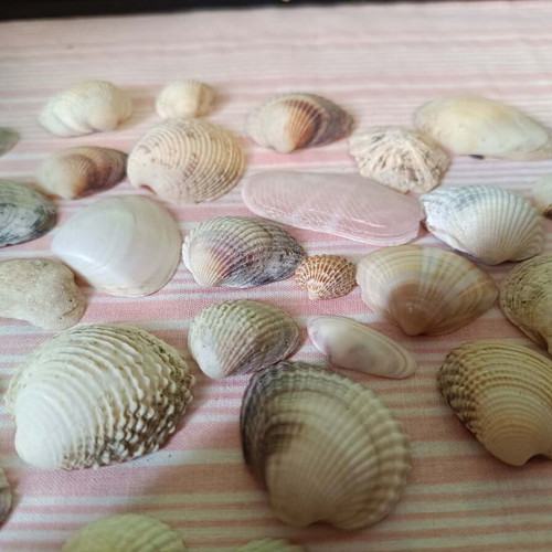 Seashells like new for crafts and creations