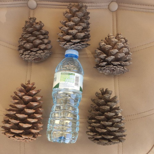 Large natural pine cones pack of 5, new