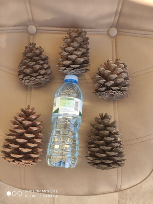 Large natural pine cones pack of 5, new