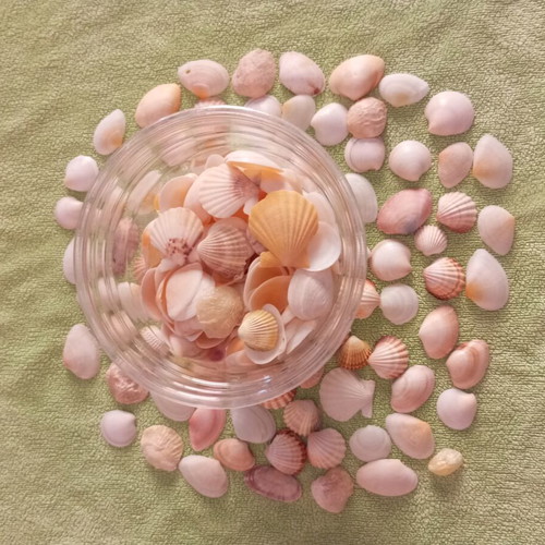 Rare collectible natural seashells like new for decoration and crafts