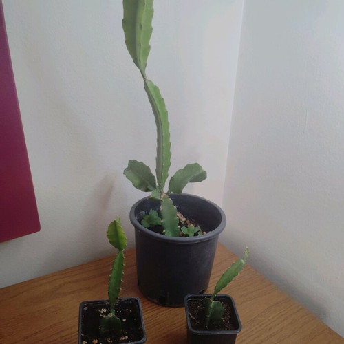 Hylocereus megalanthus cacti new, sold separately