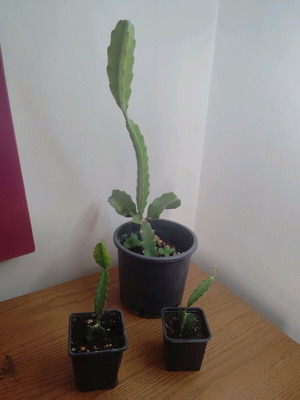 Hylocereus megalanthus cacti new, sold separately