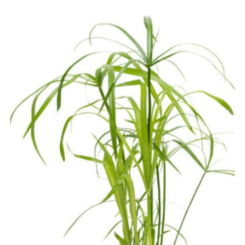 Cyperus Plant in Pot New, Ideal for Home and Garden