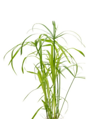 Cyperus Plant in Pot New, Ideal for Home and Garden