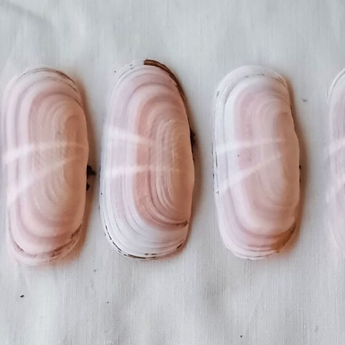 Pholas dactylus shells new, pack of 24 for handmade jewelry