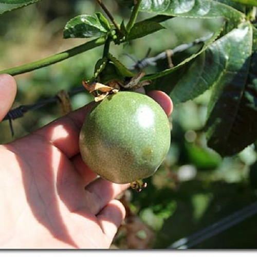 Passiflora Incarnata climbing plant seeds, 10 pcs