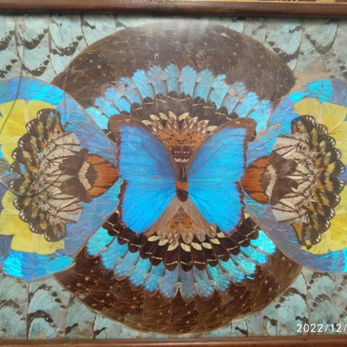 Collectible handmade serving tray used with butterfly feather collage