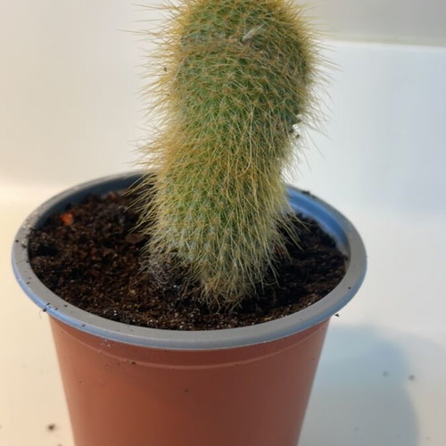 Cleistocactus cactus 7cm height new