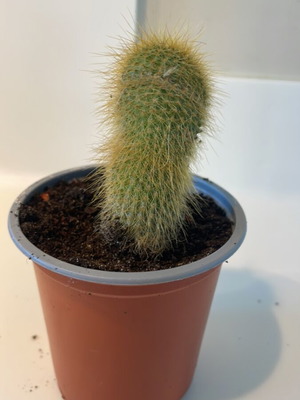 Κάκτος Cleistocactus 7εκ ύψος καινούργιο