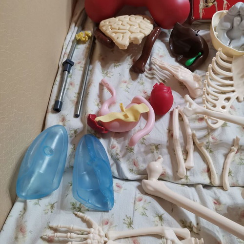 The Human Body National Geographic used, volumes 1-32 with case and organs