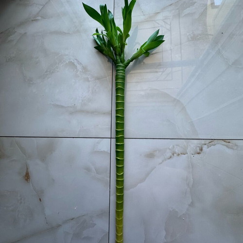 Lucky flower artificial bamboo like new