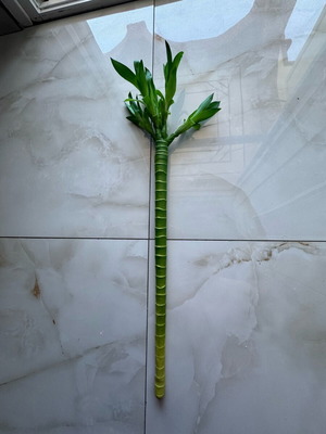 Lucky flower artificial bamboo like new
