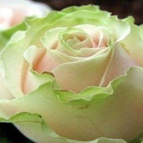 Dancing Queen bicolor rose seeds, 25 pcs, green and pink